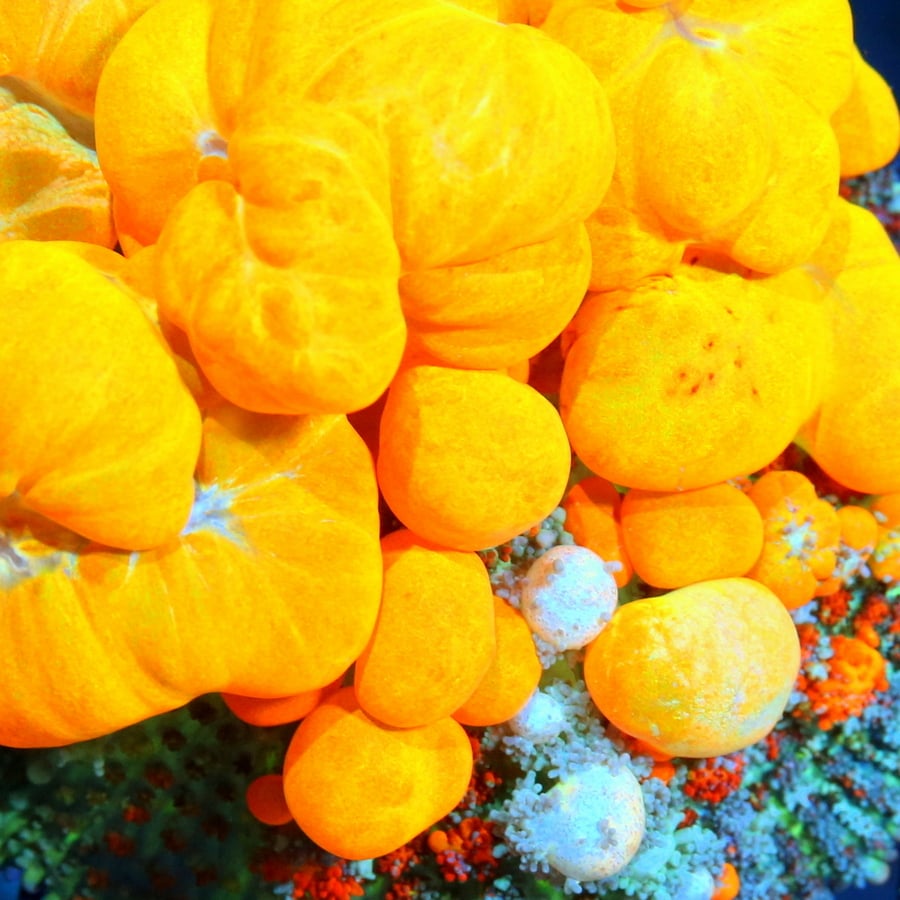 Top Live Corals for Your Reef Tank and Why ExtremeCorals Offers the Best Selection