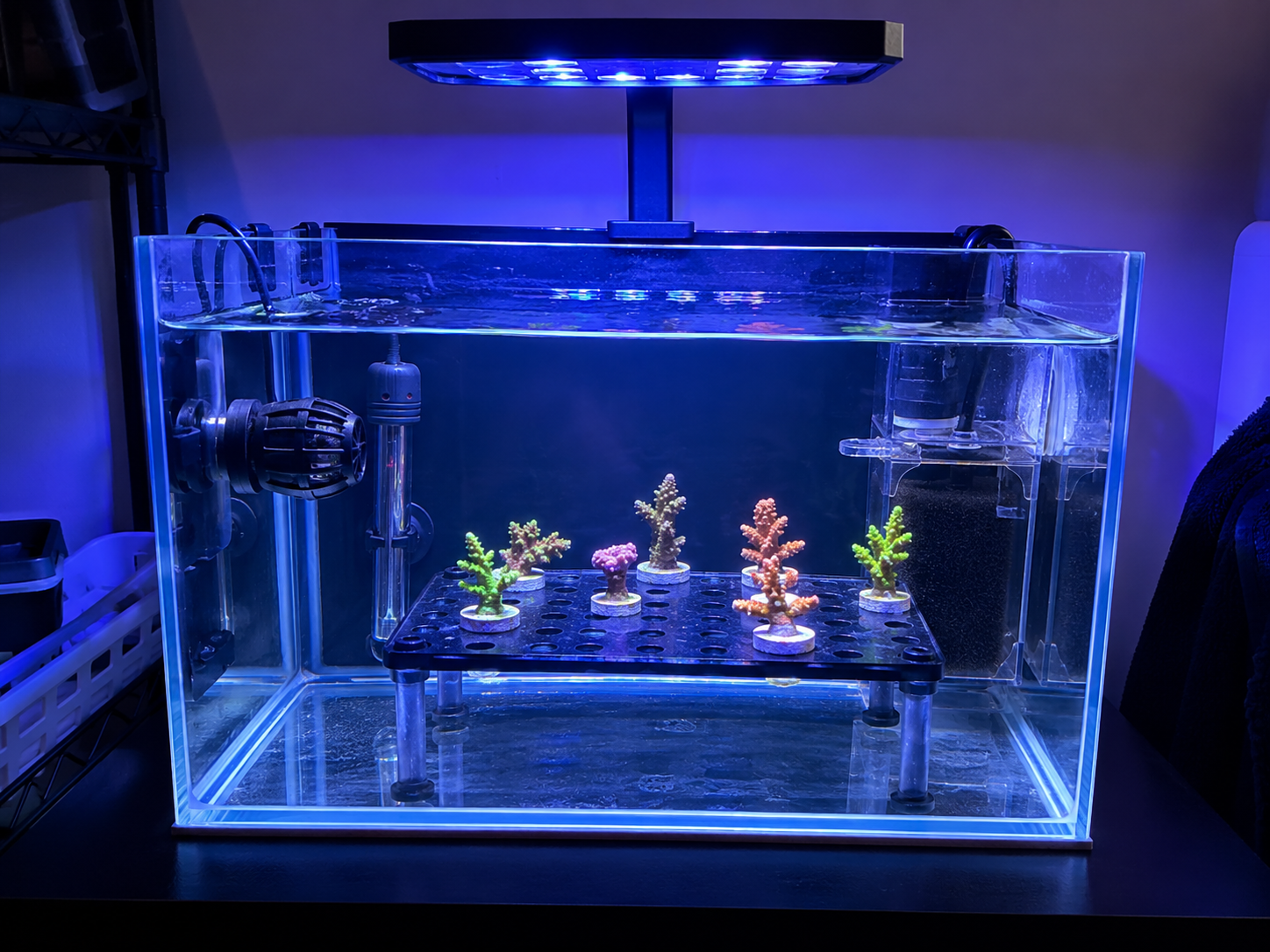 Extreme CoralsHow We Set Up a Coral Quarantine Tank: The Reef-Safe Process We Recommend Before Adding New Corals Extreme CoralsHow We Set Up a Coral Quarantine Tank: The Reef-Safe Process We Recommend Before Adding New Corals