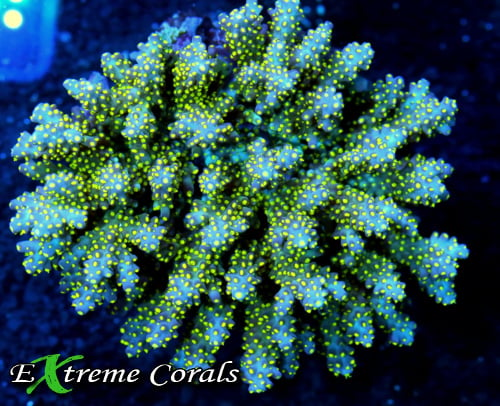 Exploring The Most Popular Types Of Acropora