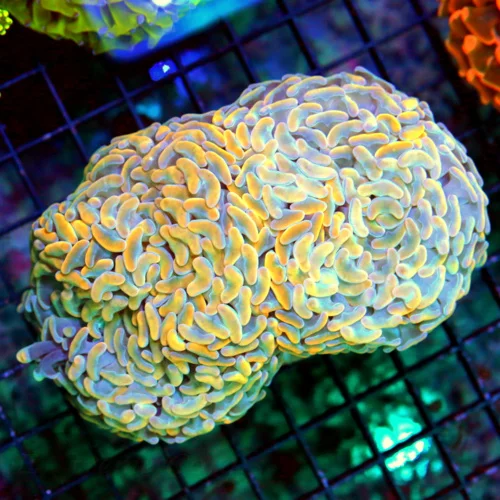 Top 10 Corals for First-Time Reefkeepers in 2026 Top 10 Corals for First-Time Reefkeepers in 2026