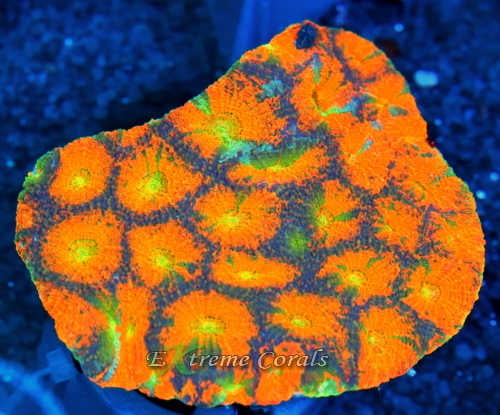 Care Requirements of Acanthastrea Echinata in Home Reef Aquariums