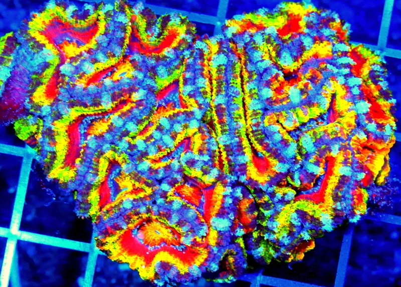 Extreme Corals Micromussa vs Acanthastrea: The Real Differences, Naming Confusion, and Reef Tank Care Guide Extreme Corals Micromussa vs Acanthastrea: The Real Differences, Naming Confusion, and Reef Tank Care Guide