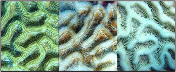 Coral Behavior Explained: How Corals Interact with Their Environment