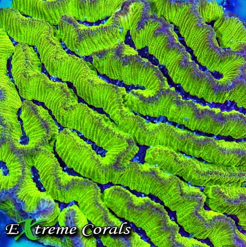 Mastering Brain Coral Care: Essential Tips for a Thriving Reef Tank