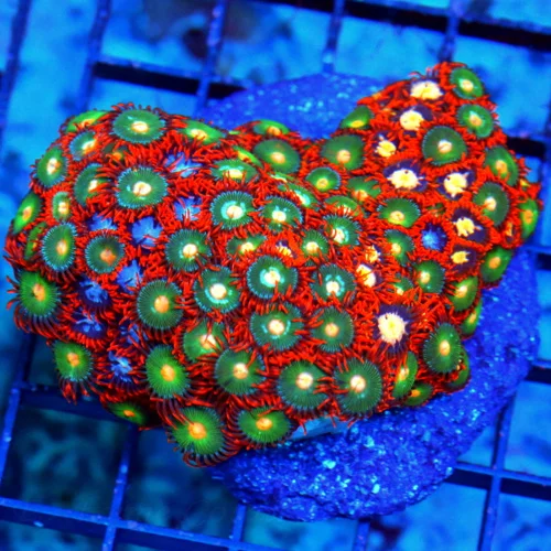 Understanding Coral Microbiomes: How Bacteria and Algae Support Coral Health Understanding Coral Microbiomes: How Bacteria and Algae Support Coral Health