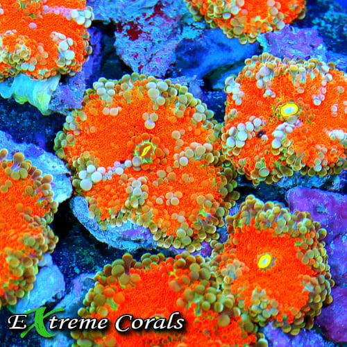 Enhancing Your Aquarium's Biodiversity with Ricordea Corals