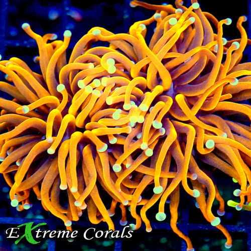 Must-Know Tips and Tricks for Effective Torch Coral Care