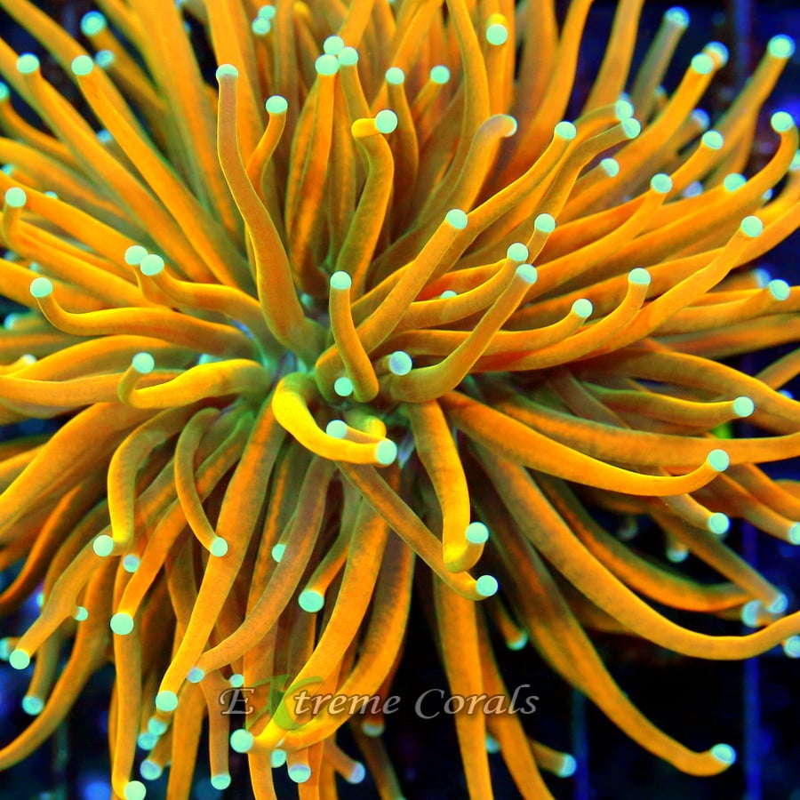 Dive into the Fascinating World of LPS Corals: Top LPS Corals