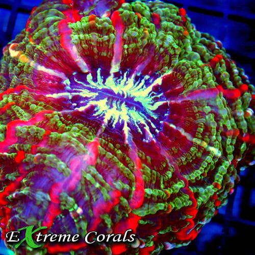 Tips for Successful Growth and Coloration of Your Meat Coral