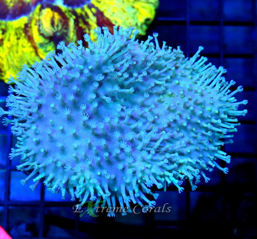 Mastering Toadstool Leather Coral Care: A Detailed Guide for Aquarists