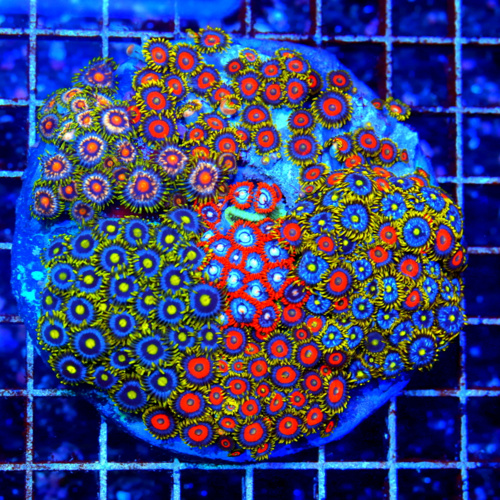 Extreme Corals Zoanthid and Palythoa Care Guide: Lighting, Flow, Growth, Safety and Reef Tank Success Extreme Corals Zoanthid and Palythoa Care Guide: Lighting, Flow, Growth, Safety and Reef Tank Success