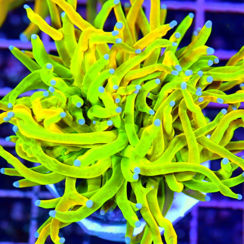 12 Common Mistakes with Torch Coral and How to Avoid Them