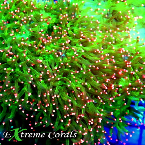 Elegance Coral 