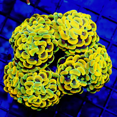 Hammer Coral Care Guide: How to Keep Euphyllia Healthy, Growing and Fully Extended in Reef Tanks Hammer Coral Care Guide: How to Keep Euphyllia Healthy, Growing and Fully Extended in Reef Tanks