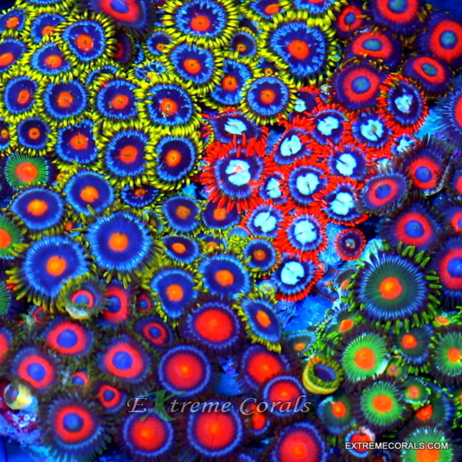 Zoanthid Care Guide: Tips for a Vibrant Reef