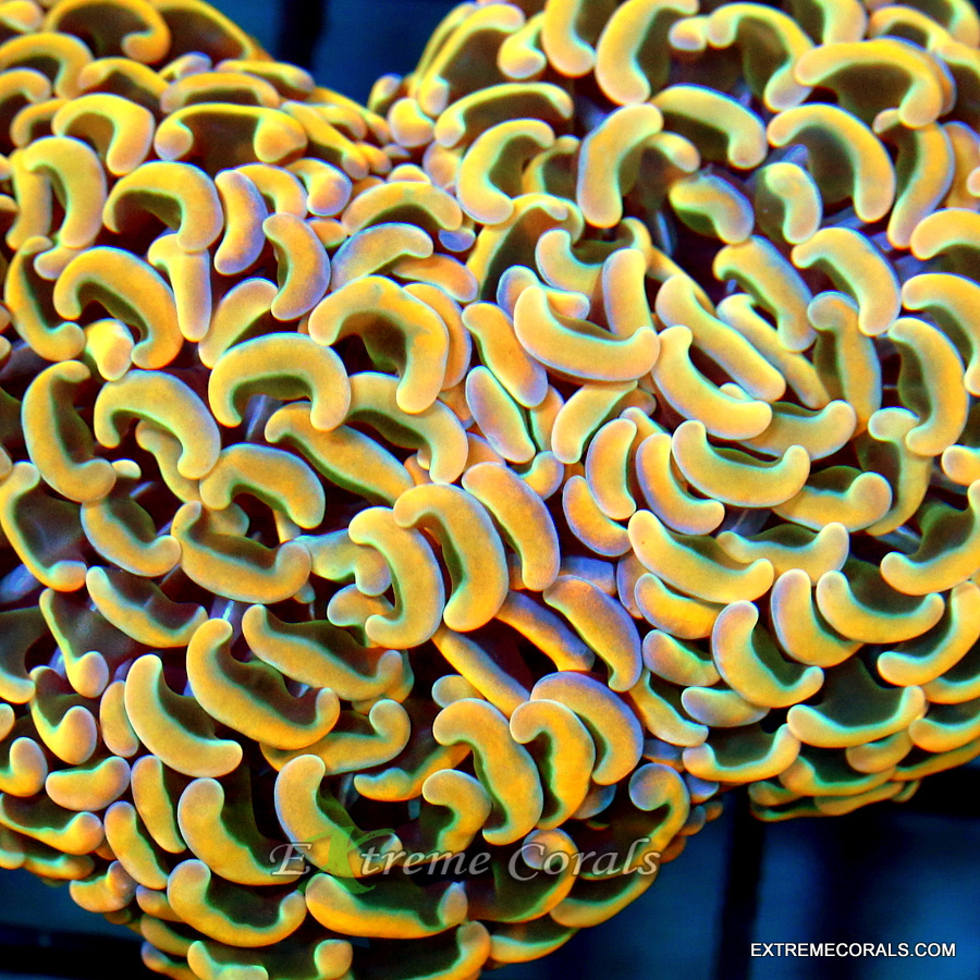 Extreme Corals Gonipora