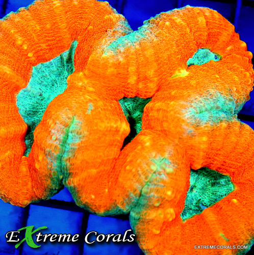 Lobophyllia from Extreme Corals