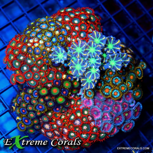 Zoanthid Essentials: How to Cultivate a Vibrant Reef Aquarium