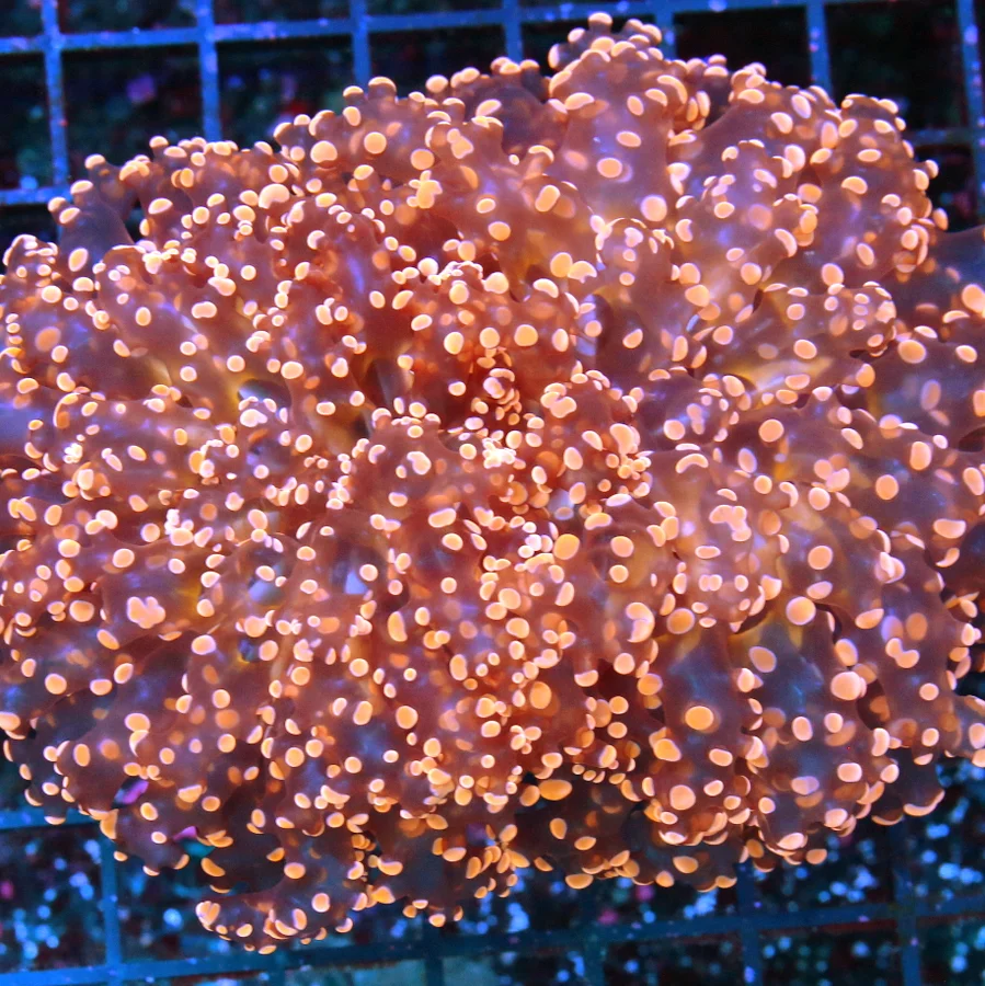 The Science Behind Frogspawn Coral: Understanding Its Growth and Behavior