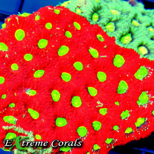 What are Brain Corals and why you should introduce them to your reef tank