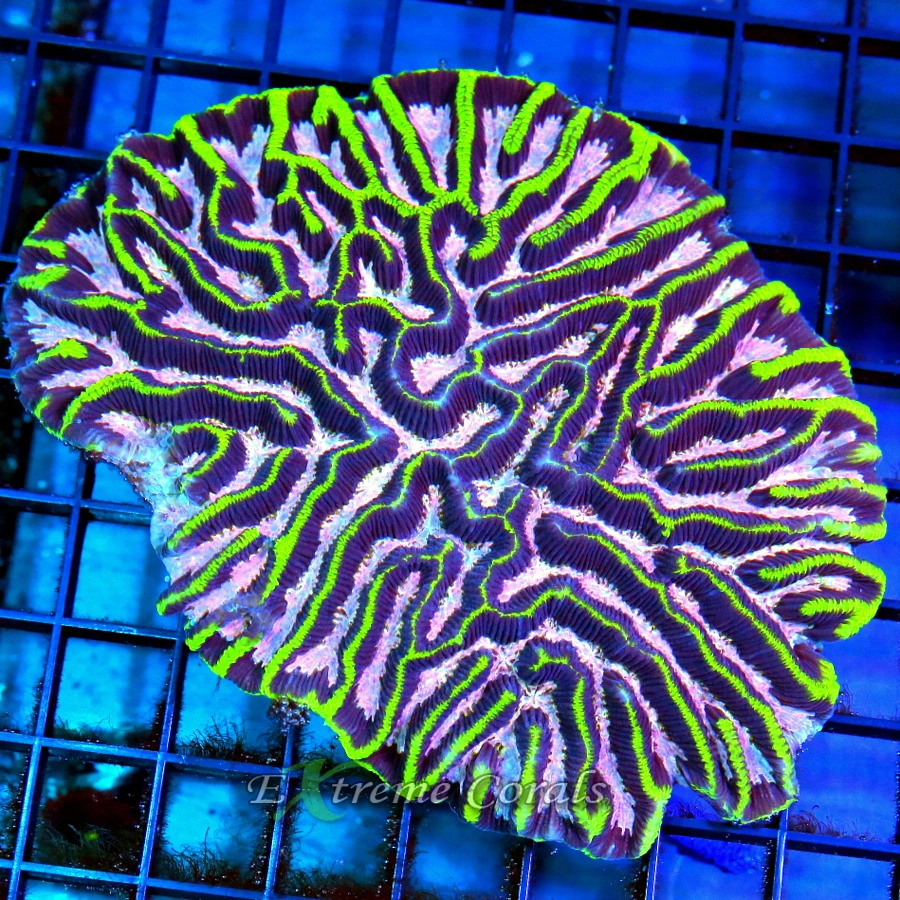 Fascinating Facts About Platygyra Coral You Probably Didn't Know