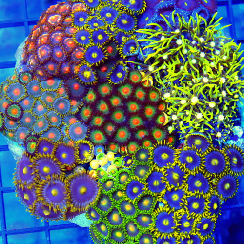 What’s the Best Coral for Your Tank? Find Your Perfect Match