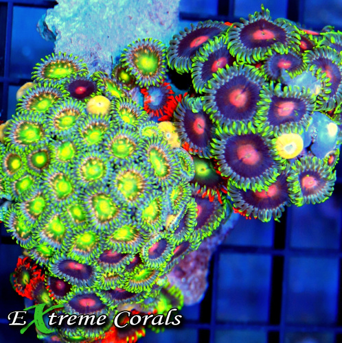 Zoanthid Corals from Extreme Corals