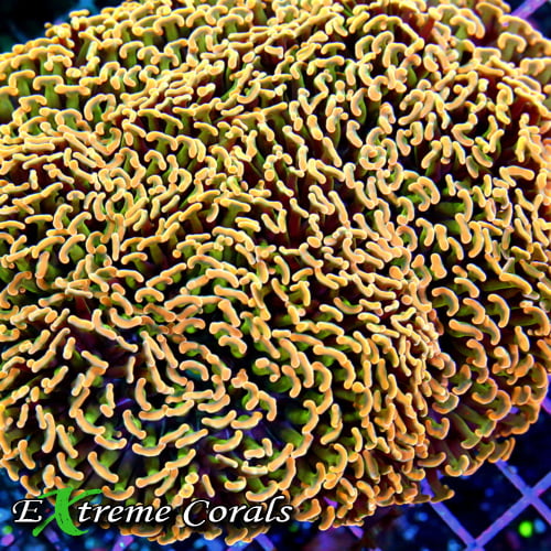 Extreme Corals Banner Image