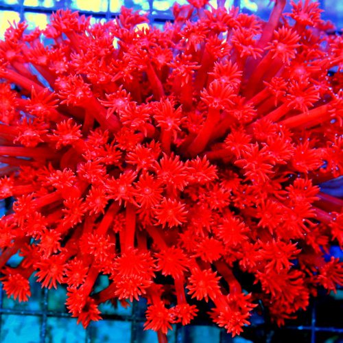 Extreme Corals Goniopora Coral Care Guide: How We Keep Flowerpot Corals Healthy, Extended and Growing in Reef Tanks Extreme Corals Goniopora Coral Care Guide: How We Keep Flowerpot Corals Healthy, Extended and Growing in Reef Tanks