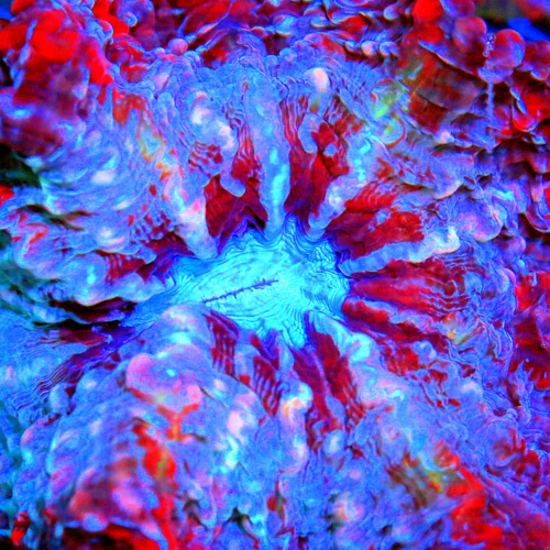 Extreme Corals Indophyllia Coral Care Guide: Lighting, Flow, Feeding, Placement and Fleshy LPS Success Extreme Corals Indophyllia Coral Care Guide: Lighting, Flow, Feeding, Placement and Fleshy LPS Success