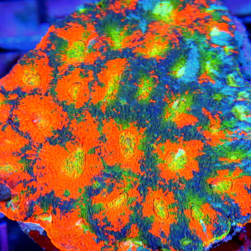 The Science Behind Coral Coloration: Enhancing Vibrancy in Your Tank