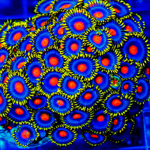The Ultimate Zoanthid Care Guide: Lighting, Flow & Feeding Explained The Ultimate Zoanthid Care Guide: Lighting, Flow & Feeding Explained