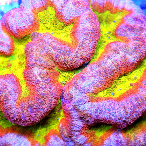 Coral Health Indicators: How to Tell if Your Coral is Thriving or Stressed