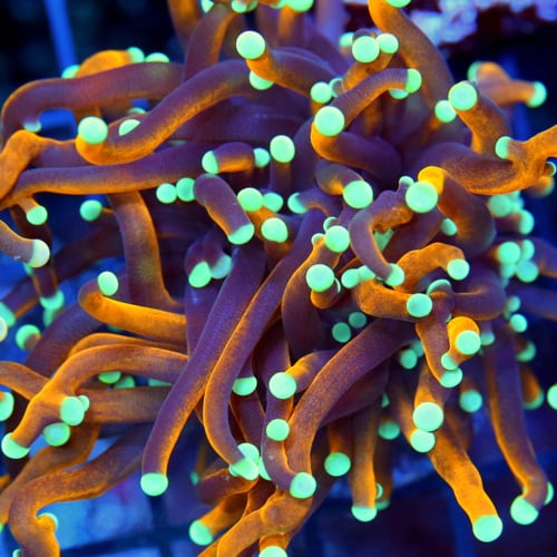 Top 5 Coral Species for Capturing Stunning Time-Lapse Videos