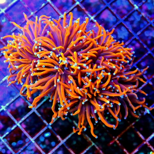 The Hidden Lives of Coral Predators: What to Watch For in Your Tank The Hidden Lives of Coral Predators: What to Watch For in Your Tank
