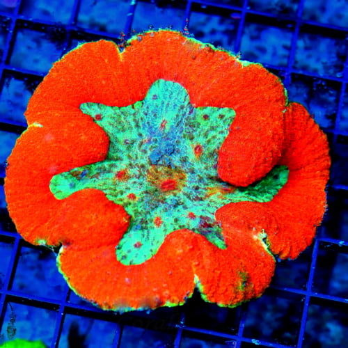 Extreme Corals Lobophyllia Coral Care Guide: Lighting, Flow, Feeding, Placement and Lobo Coral Tips Extreme Corals Lobophyllia Coral Care Guide: Lighting, Flow, Feeding, Placement and Lobo Coral Tips