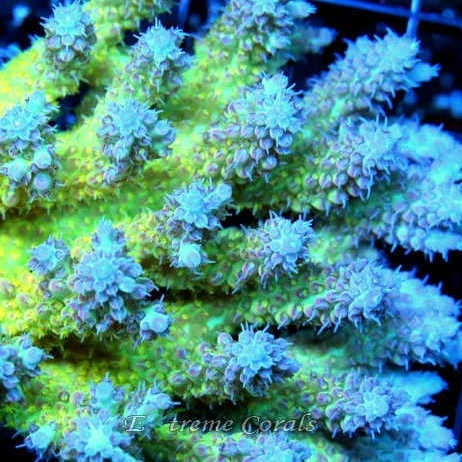 Care Requirements of Acropora in Home Reef Aquariums