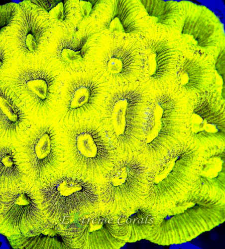 Extreme Corals Extreme Corals