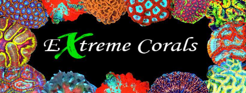 Extreme Corals Three Solitary Showpiece Corals, Properly Understood: Acanthophyllia, Indophyllia, and Cynarina in the Modern Reef Aquarium Extreme Corals Three Solitary Showpiece Corals, Properly Understood: Acanthophyllia, Indophyllia, and Cynarina in the Modern Reef Aquarium