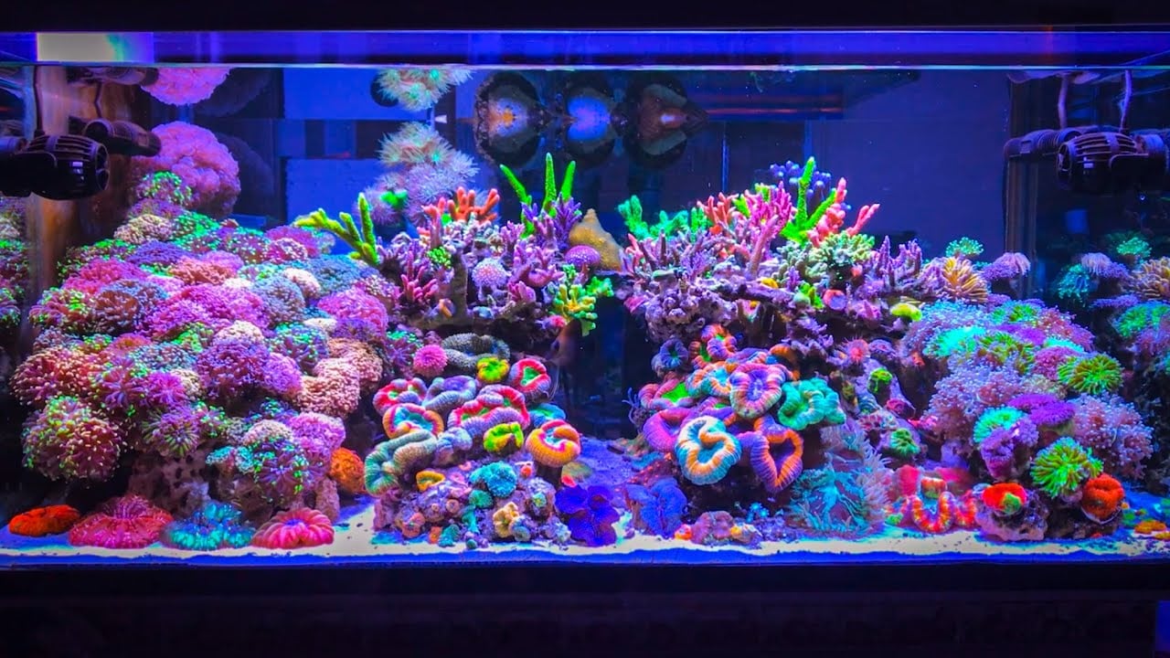 Dealing with Coral Aggression: Managing Space and Growth in Your Aquarium