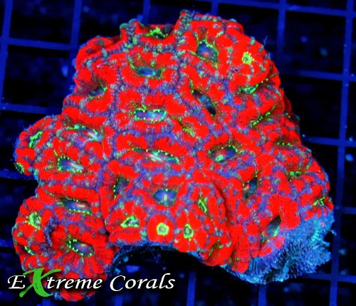 Care Requirements of Micromussa in Home Reef Aquariums Care Requirements of Micromussa in Home Reef Aquariums