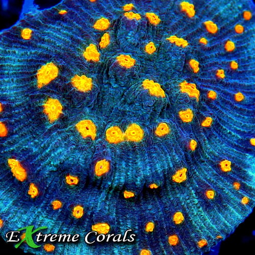 Extreme Corals Mycedium Coral Care Guide: How to Keep Chalice Corals Healthy in a Reef Tank Extreme Corals Mycedium Coral Care Guide: How to Keep Chalice Corals Healthy in a Reef Tank