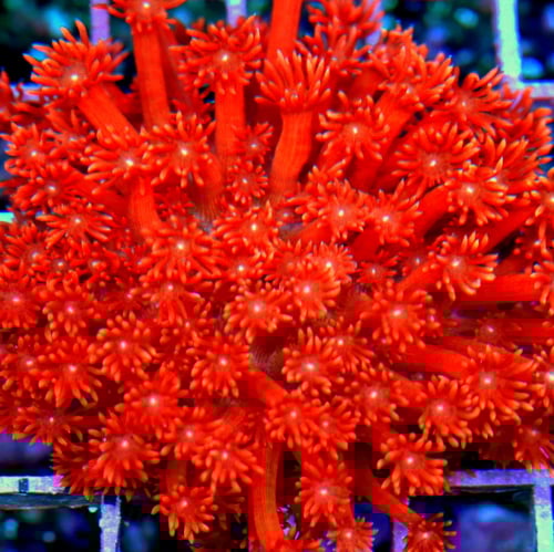 Extreme Corals How to Buy Healthy Corals Online: What to Look for Before Ordering for Your Reef Tank Extreme Corals How to Buy Healthy Corals Online: What to Look for Before Ordering for Your Reef Tank