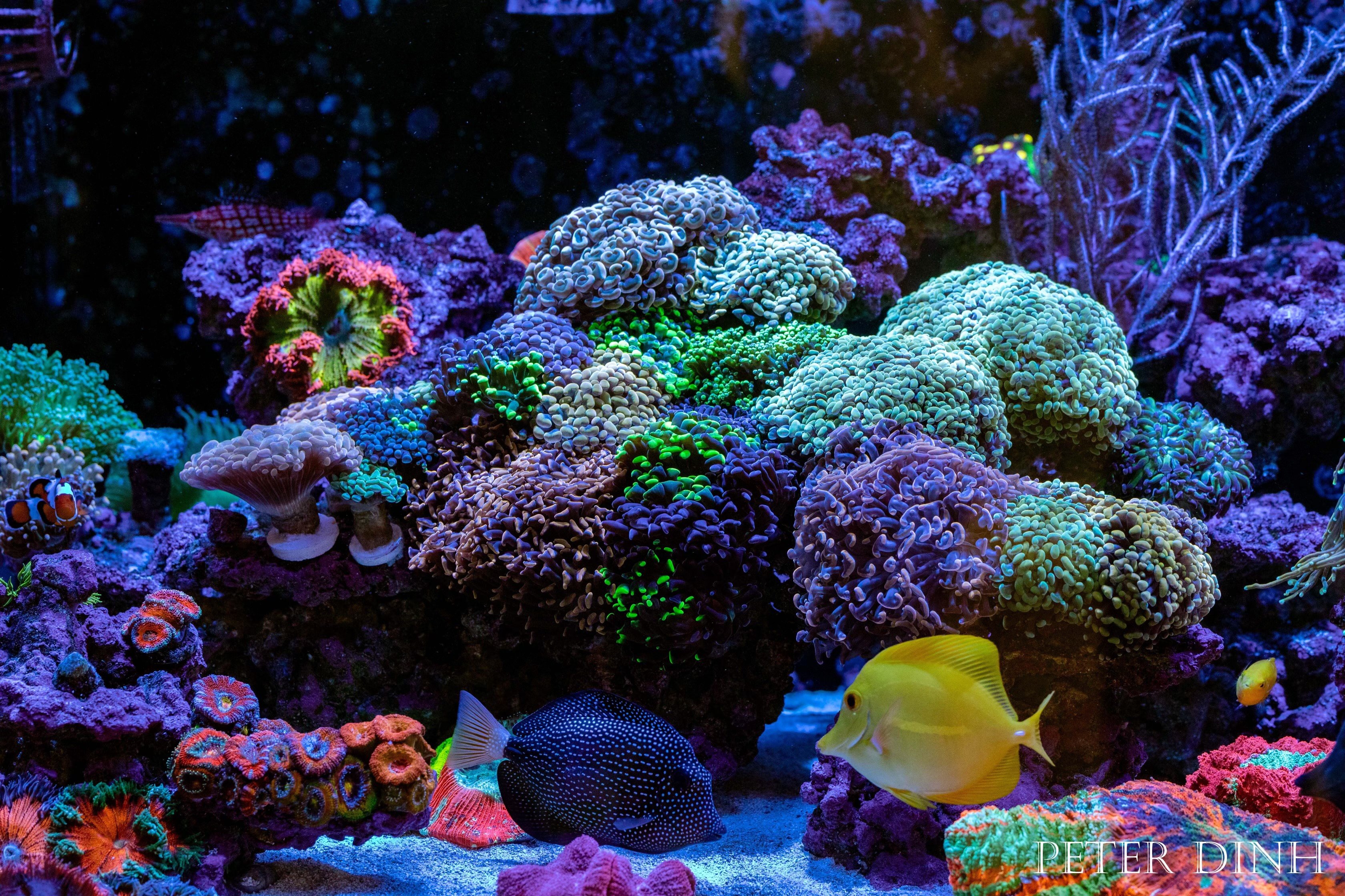 The Art of Coral Placement: Designing a Stunning and Functional Reef Tank