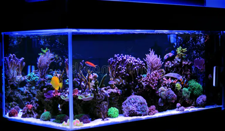 Extreme Corals Best Beginner Corals for Reef Tanks: Easy Coral Types, Tank Requirements and Care Guide.. Extreme Corals Best Beginner Corals for Reef Tanks: Easy Coral Types, Tank Requirements and Care Guide..