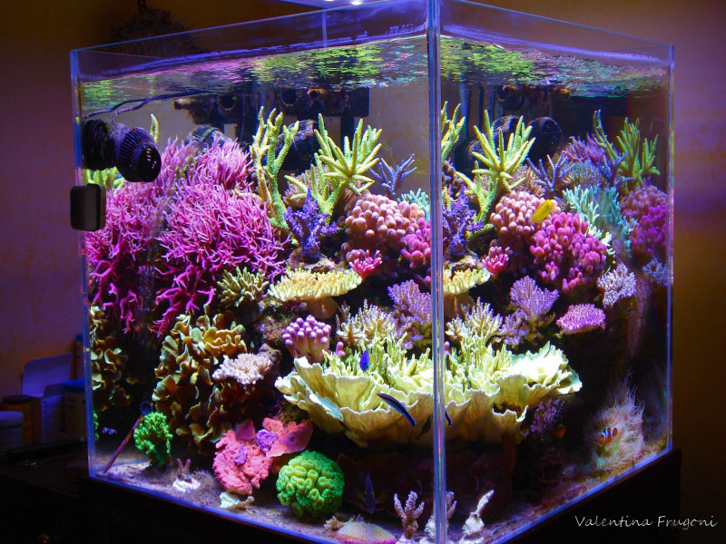 Reef Tanks of Italy Blog Photo