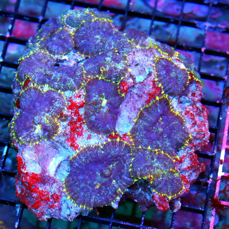 5.5x5.5 XL RHODACTIS MUSHROOM ROCK - PURPLE YELLOW ULTRA RARE FULLY COVERED RHODACTIS MUSHROOM CORAL