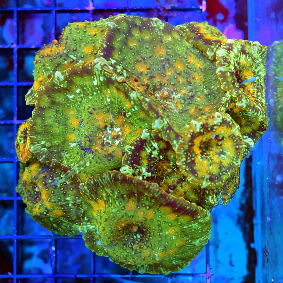 5x5 RHODACTIS MUSHROOM - VERY VERY UNUSUAL COLORED FULLY COVERED RHODACTIS MUSHROOM ROCK