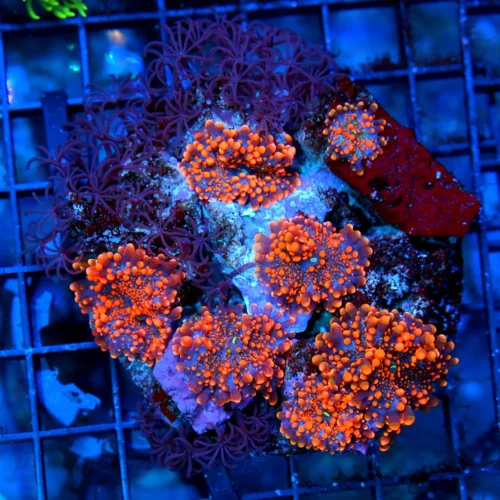 4x4 RICORDIA YUMA MUSHROOMS - NEON ORANGE AND BLUE FULLY COVERED RICORDIA YUMA COLONY