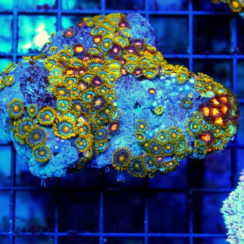 4x3 COMBO ZOANTHID CORAL COLONY - ULTRA GRADE ULTRA COLORED COMBO ZOANTHID ROCK